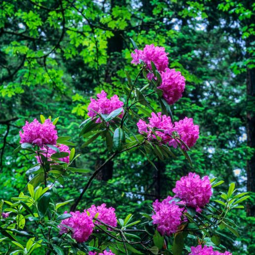 best flowering shrubs rhododendron