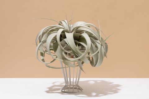 best bedroom plants air plant on white and beige background