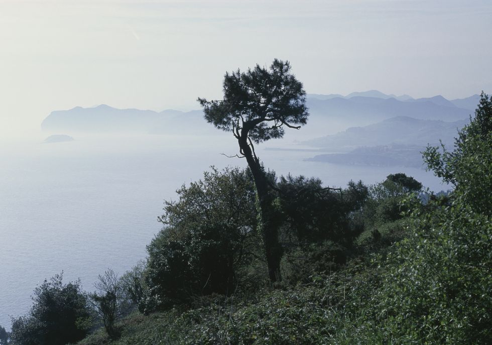 trees and vegetation along the coast near cabo machichaco, towards bermeo, biscay, basque country, spain photo by albert ceolan de agostini picture library via getty images