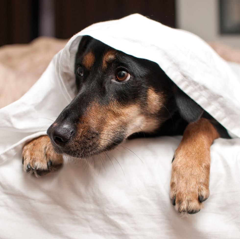 Puppy hiding under sheets