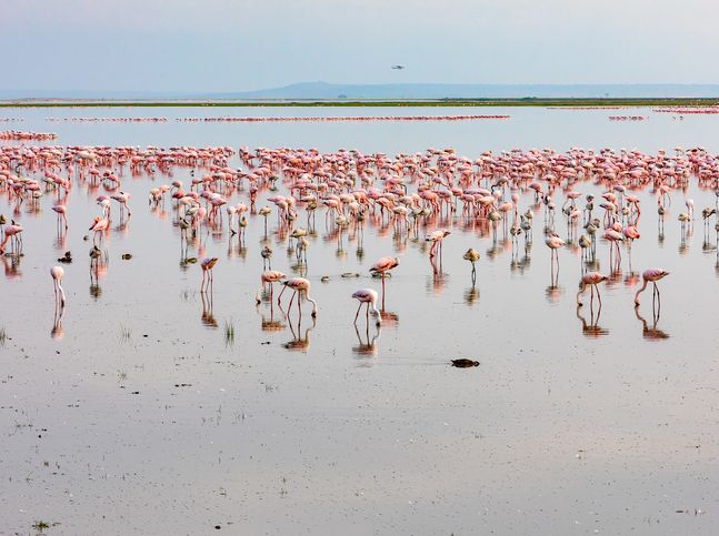 Pink Flamingos feeding at Amboseli Lake