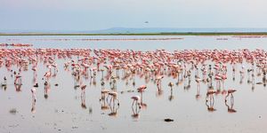 Pink Flamingos feeding at Amboseli Lake
