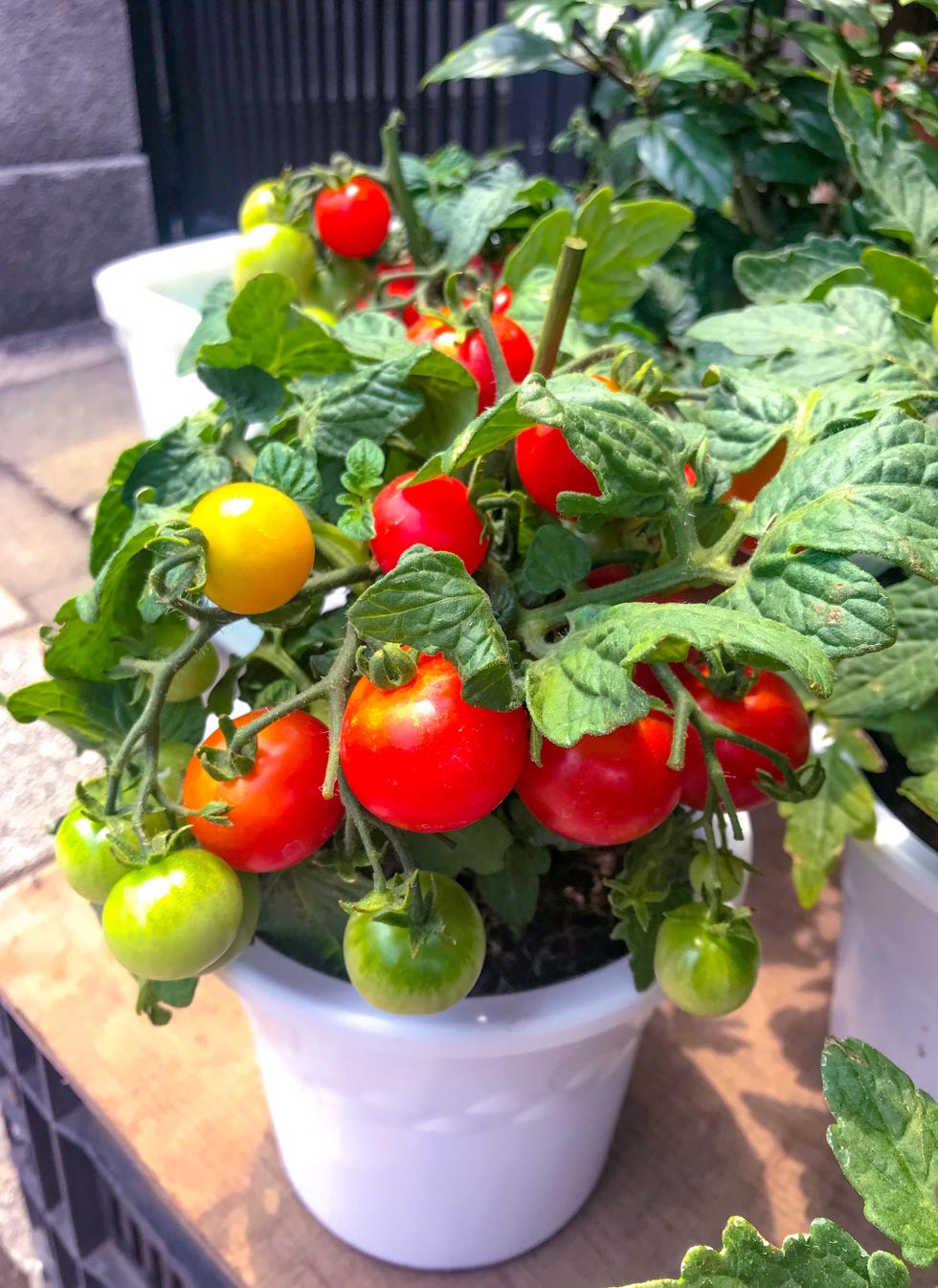 patio plants cherry tomatoes in a white pot outdoors