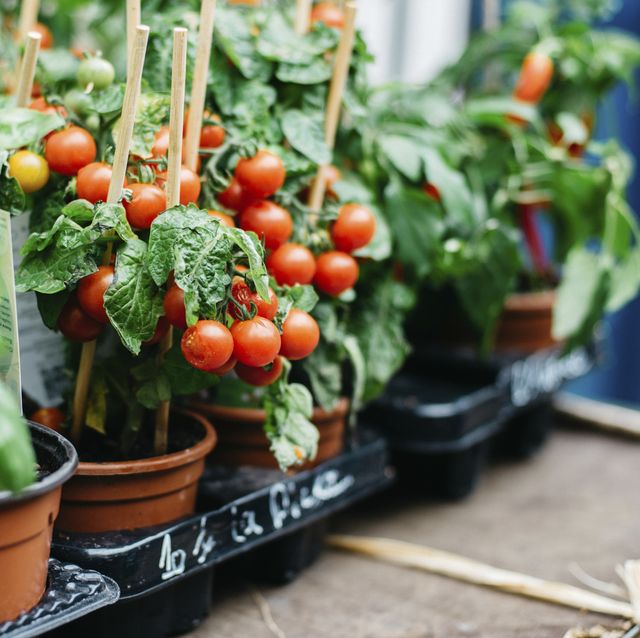 cherry tomato plants growing in pots