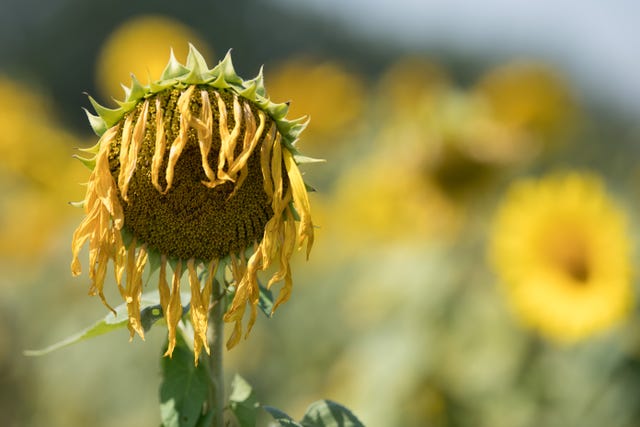 Flower, Sunflower, Yellow, Plant, sunflower, Close-up, Flowering plant, Sky, Wildflower, Photography, 