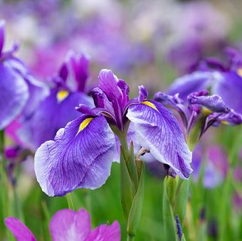 japanese irises in early summer