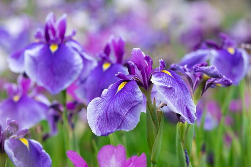 Iris - Flowers - Featured Content - Lovingly