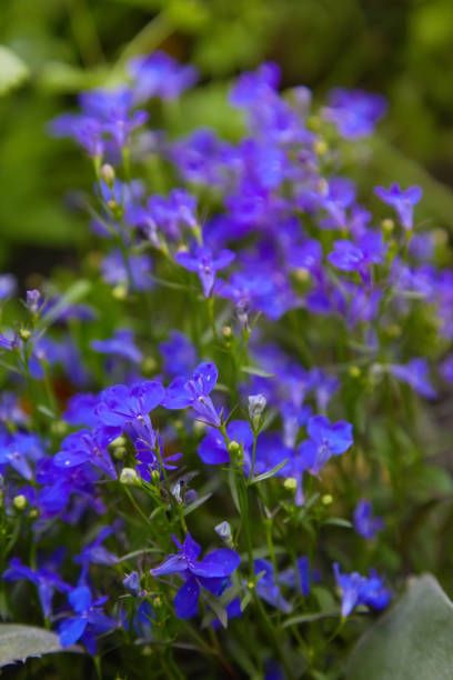 blue violet lobelia erinus sapphire flowers or edging lobelia, garden loblue violet lobelia erinus sapphire flowers or edging lobelia, garden lobelia a popular edging plant in gardens for hanging baskets and window boxesbelia a popular edging plant in gardens for hanging baskets and window boxes