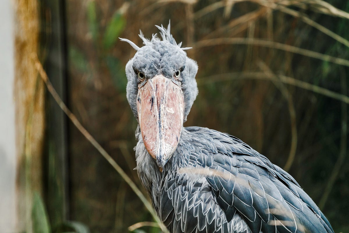 Vreemde snuiters! Deze 7 dieren hebben een opvallend uiterlijk