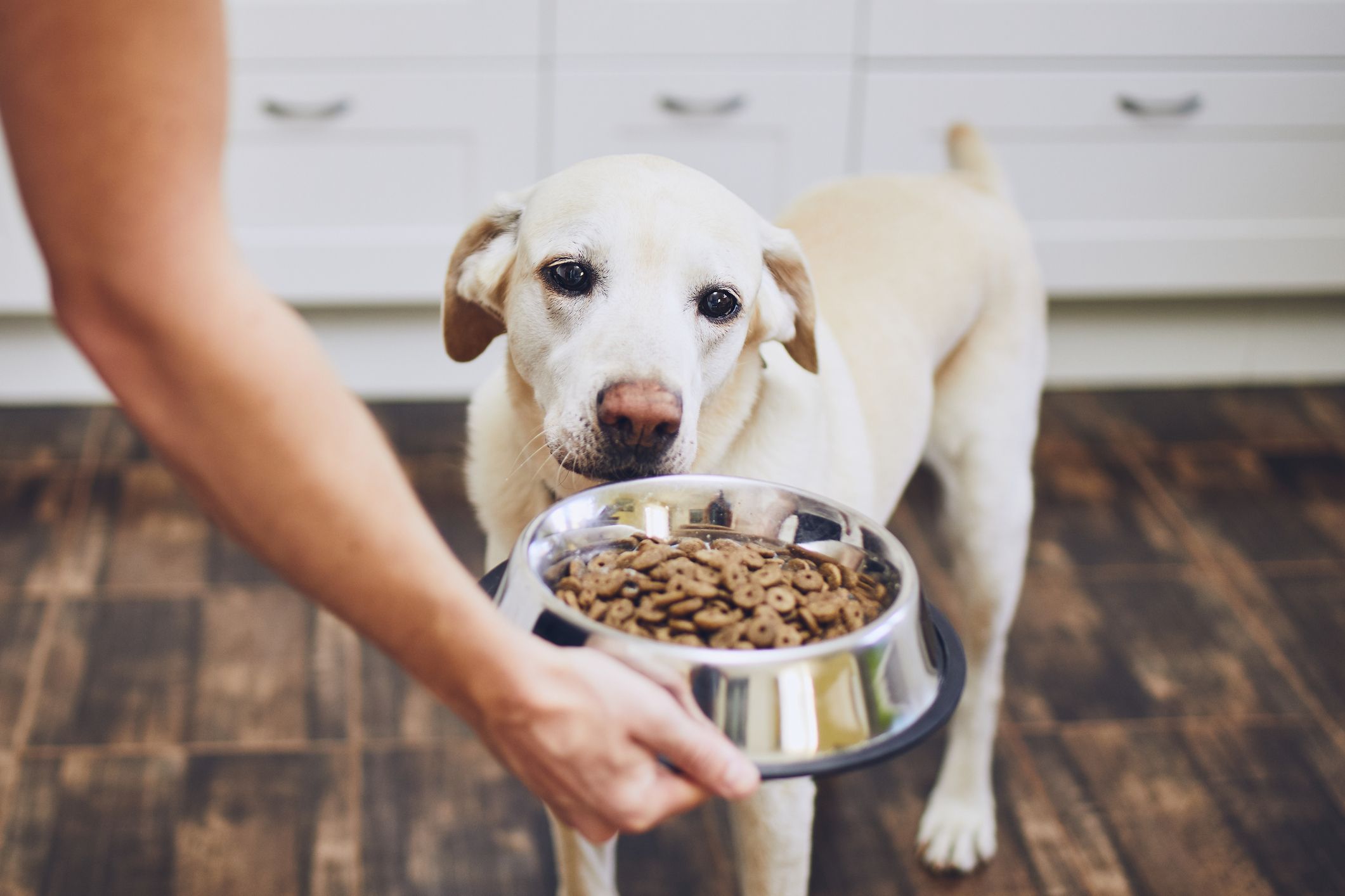 5 Reasons Why Your Dog Might Stop Eating