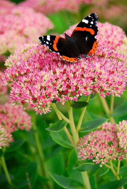 butterfly sitting on a sedum plant starting to bloom