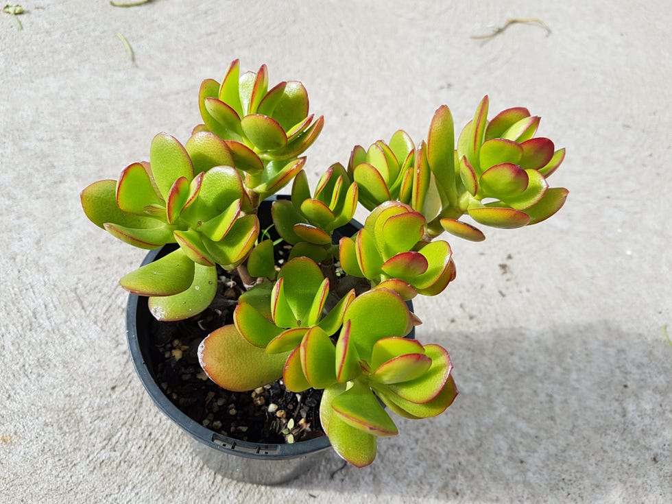 succulent plant in a black pot