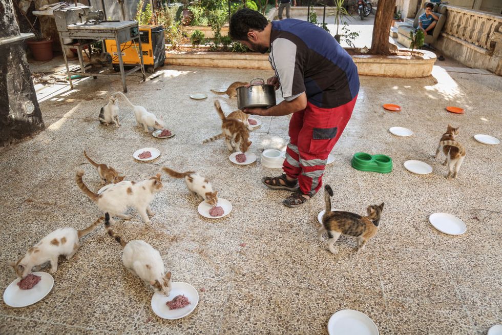 03 august 2019, syria, aleppo mohammed alaa al jaleel, also known as the cat man of aleppo feeds cats at the ernestos cat sanctuary that he runs in kafr naya during the syrian war in 2012, al jaleel was working as an ambulance driver in aleppo, he used to drop off food for stray and abandoned cats on his way home after work in 2015, he started to search for living cats in the war devastated areas and take them home, later in the year his compassionate work with cats gone viral and with the help of an italian cat lover called alessandra abidin, he started to raise funds and receive donations that helped him to secure a land to serve as a sanctuary and veterinary clinic for abandoned cats, it was named the house of cats ernesto after a loved pet cat of alessandra who had died of cancer as well as over 200 cats, now the sanctuary has dogs, monkeys, rabbits, and other animals and expanded to include a kindergarten and an orphanage photo anas alkharboutlidpa photo by anas alkharboutlipicture alliance via getty images