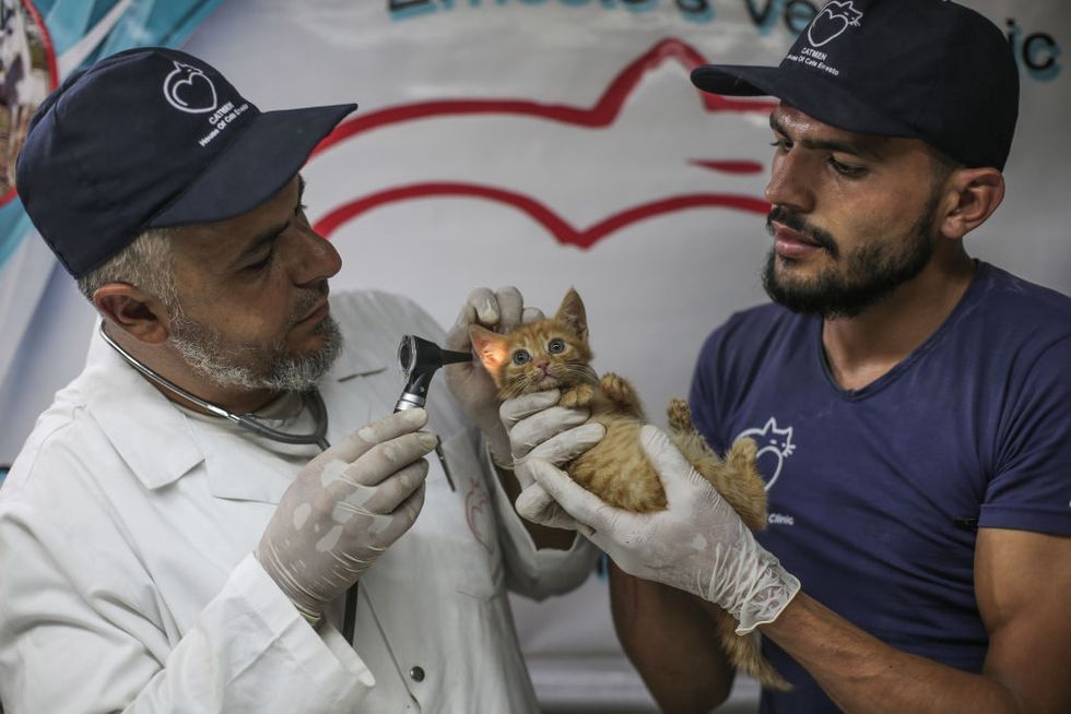 04 august 2019, syria, aleppo veterinarian mohammad youssef l examines a cat at the ernestos cat sanctuary, runned by mohammed alaa al jaleel, also known as the cat man of aleppo during the syrian war in 2012, al jaleel was working as an ambulance driver in aleppo, he used to drop off food for stray and abandoned cats on his way home after work in 2015, he started to search for living cats in the war devastated areas and take them home, later in the year his compassionate work with cats gone viral and with the help of an italian cat lover called alessandra abidin, he started to raise funds and receive donations that helped him to secure a land to serve as a sanctuary and veterinary clinic for abandoned cats, it was named the house of cats ernesto after a loved pet cat of alessandra who had died of cancer as well as over 200 cats, now the sanctuary has dogs, monkeys, rabbits, and other animals and expanded to include a kindergarten and an orphanage photo anas alkharboutlidpa photo by anas alkharboutlipicture alliance via getty images