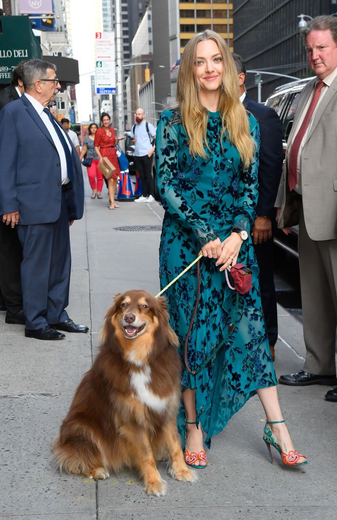 new york, ny   august 06  amanda seyfried is seen with her dog finn outside of the late show with stephen colbert on august 6, 2019 in new york city  photo by raymond hallgc images