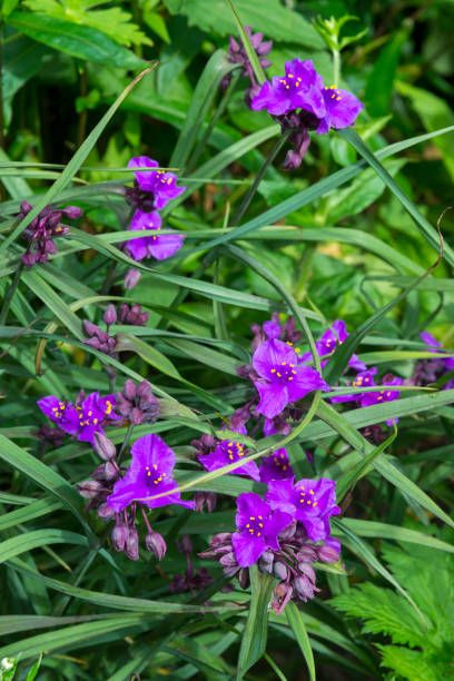herbaceous perennial with deep purple flowers in mid summer also known as spiderwort