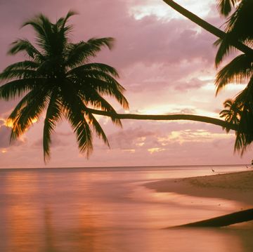 Palm trees dawn reflection Maldives holiday scenic