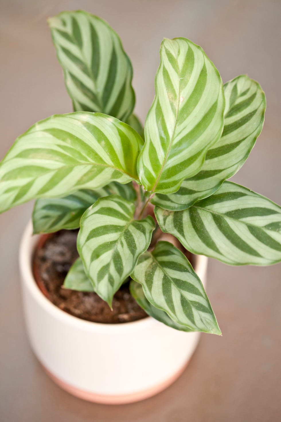 calathea plant