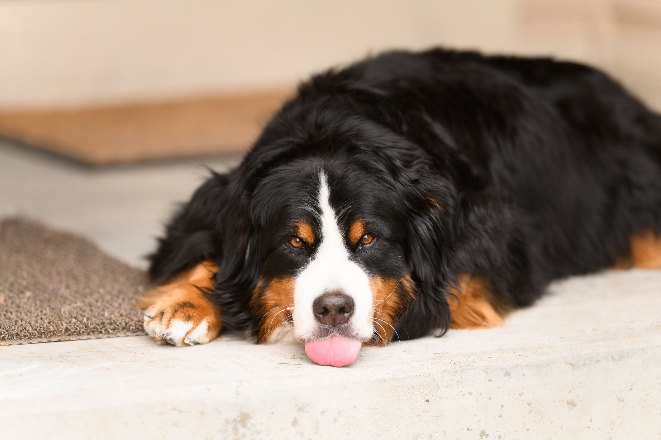 razas de perros peludos gigantes