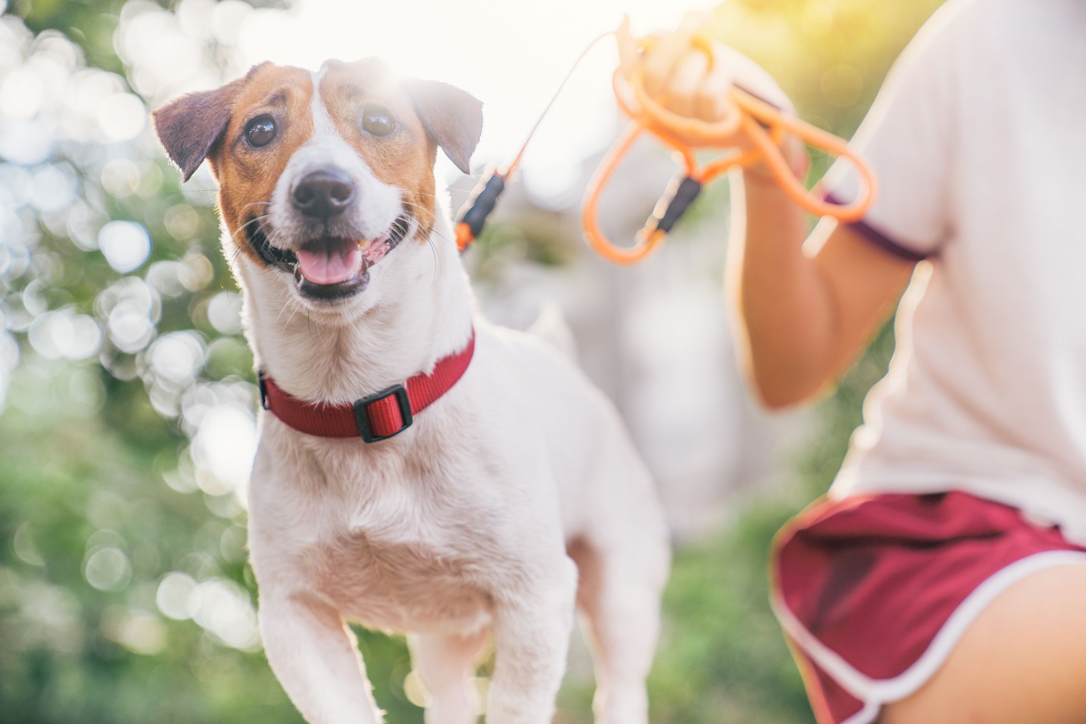 jollyes dog harness