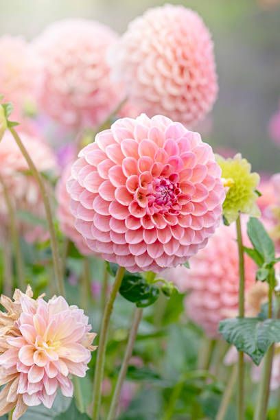 The 17 Most Beautiful Flowers to Grow in Your Garden
