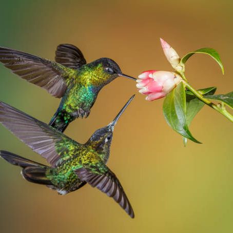 two hummingbirds