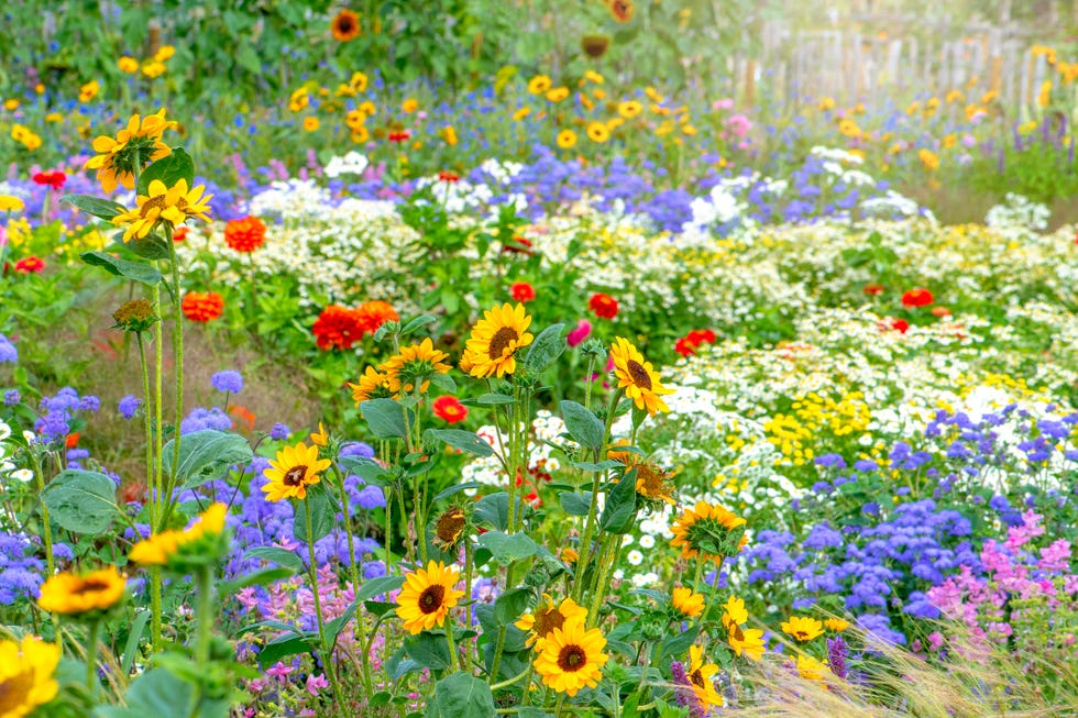 king charles coronation flowers