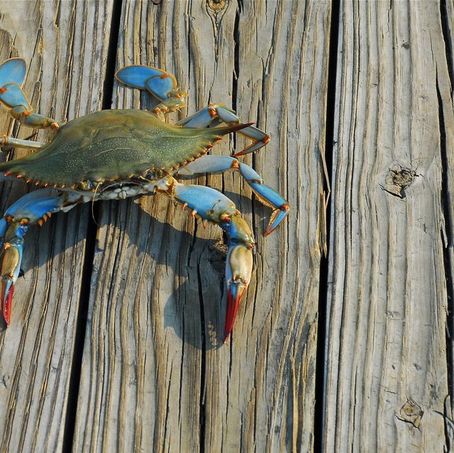 a female maryland blue crab from the chesapeake bay walks along a pier after being caught by a fisherman in the late afternoon