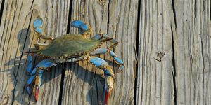 a female maryland blue crab from the chesapeake bay walks along a pier after being caught by a fisherman in the late afternoon