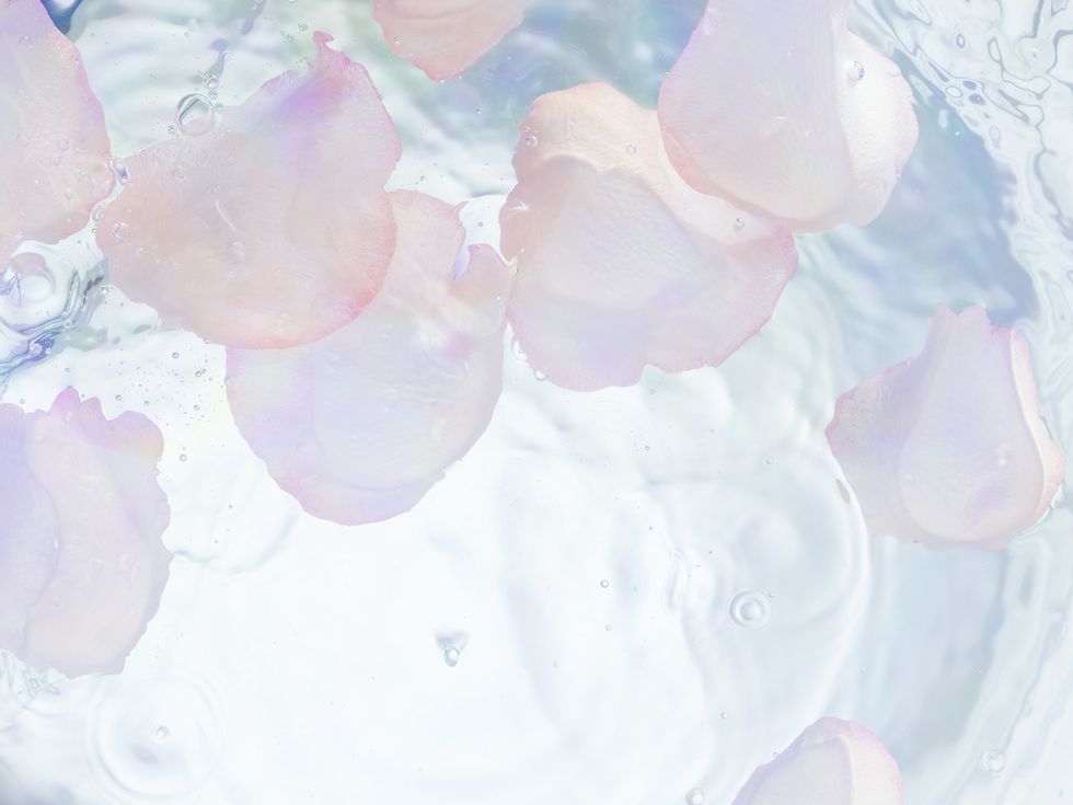 close up shot of pink rose petals floating around in water