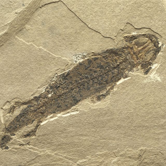 Permian Fossil