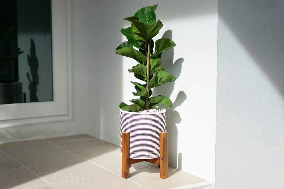 a ficus plant in a pot in the sun in a white home