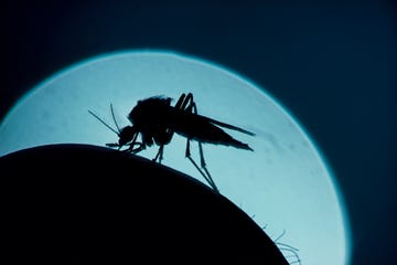 a mosquito, that is silhouetted against the moon,bites a human arm