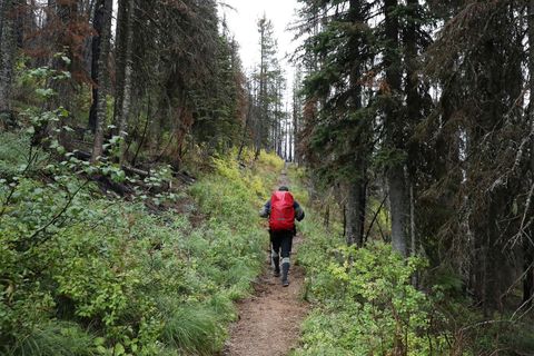 Montana Forests Struggle With Climate Change