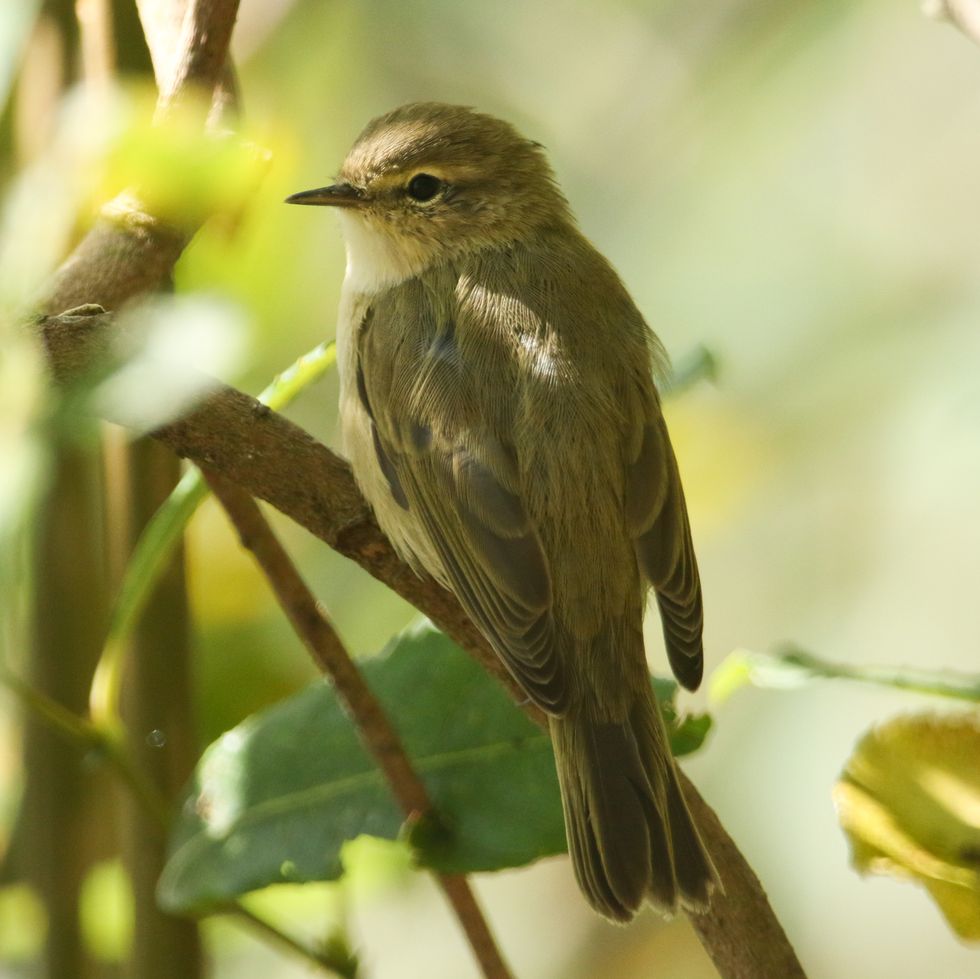 a pretty chiffchaff phylloscopus collybita perched on a branch of a tree it has been catching insects to eat