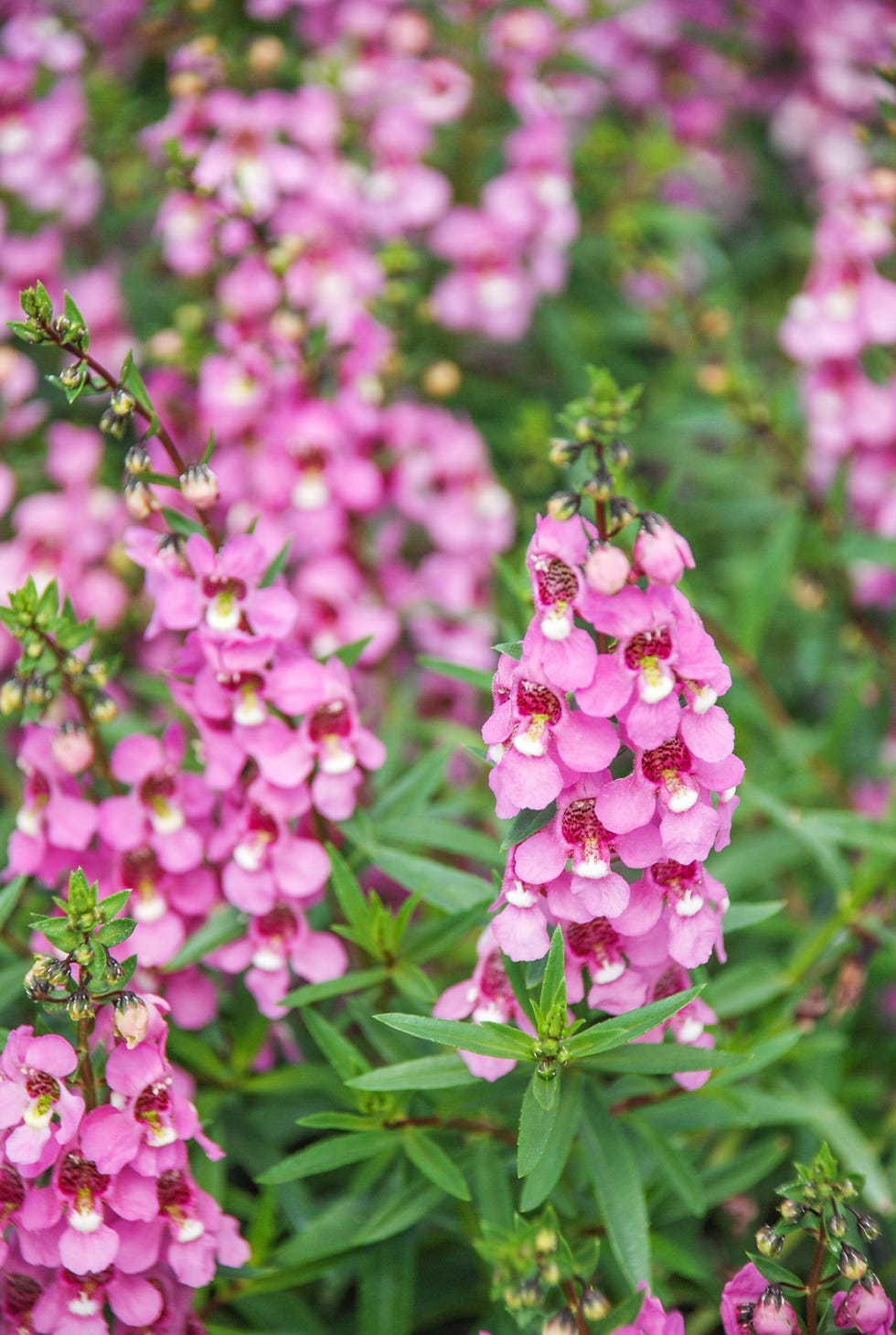 Angelonia flowers, Angelonia goyazensis flower garden bench