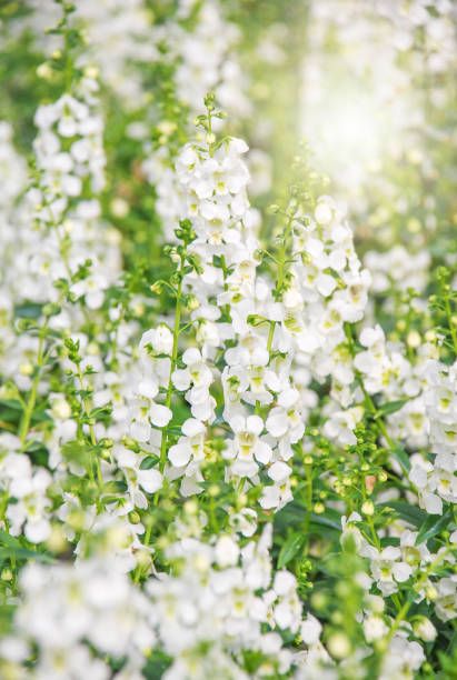 20 Best White Flowers for Your Garden - White Flowering Shrubs