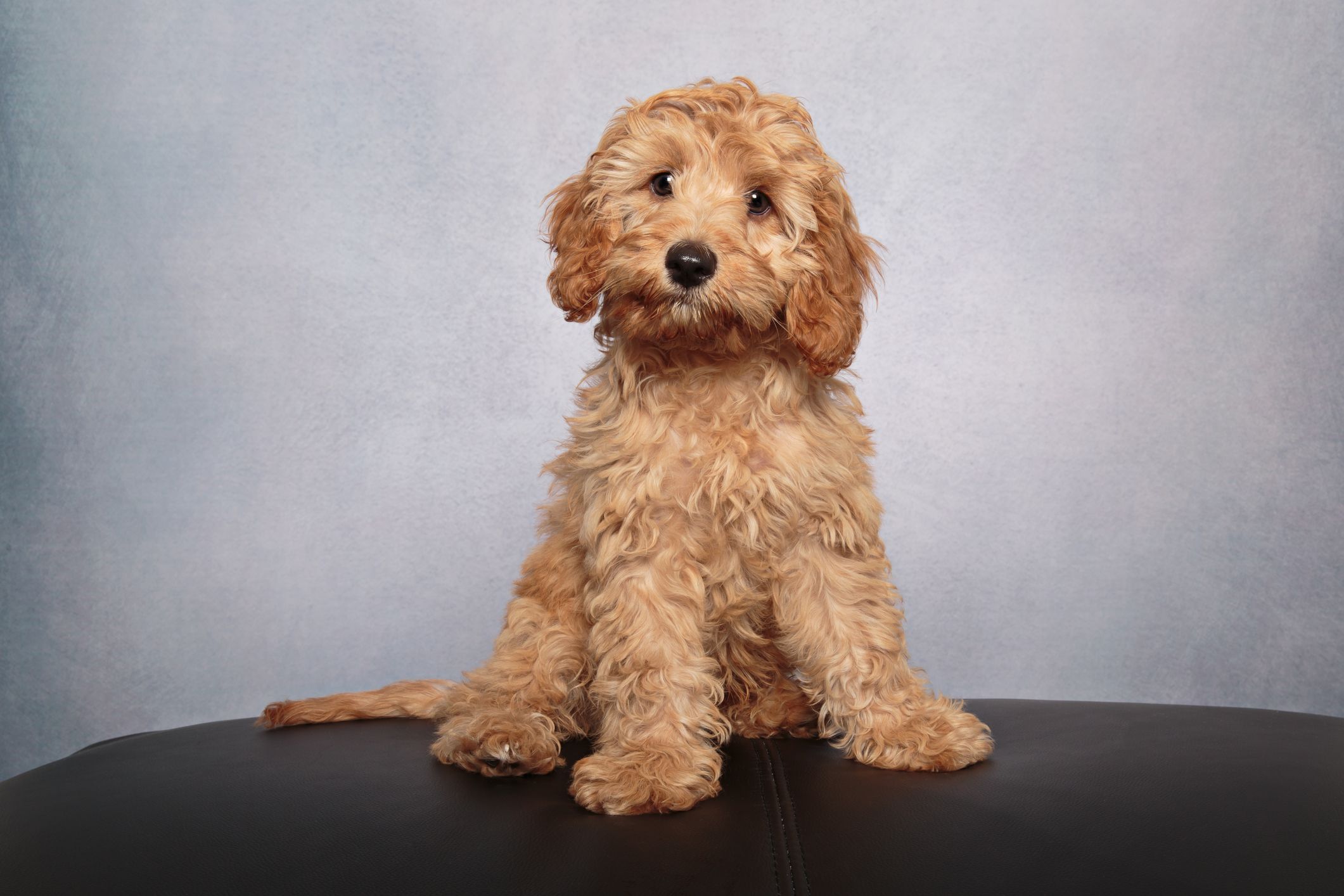 son goldendoodles buenos perros de familia