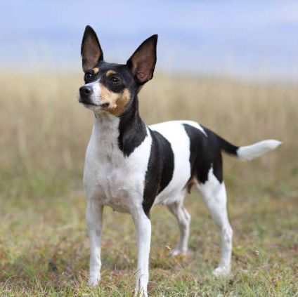 small dogs toy fox terrier