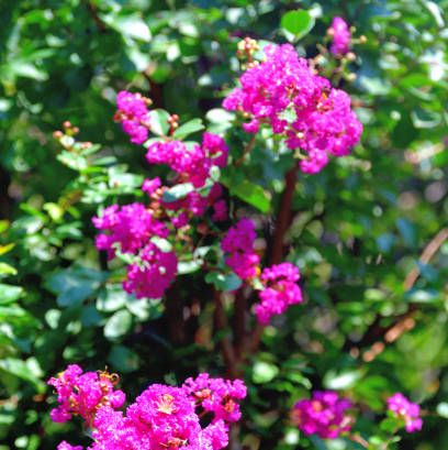 best flowering shrubs crapemyrtle