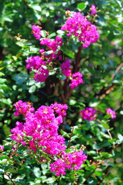 best flowering shrubs crapemyrtle