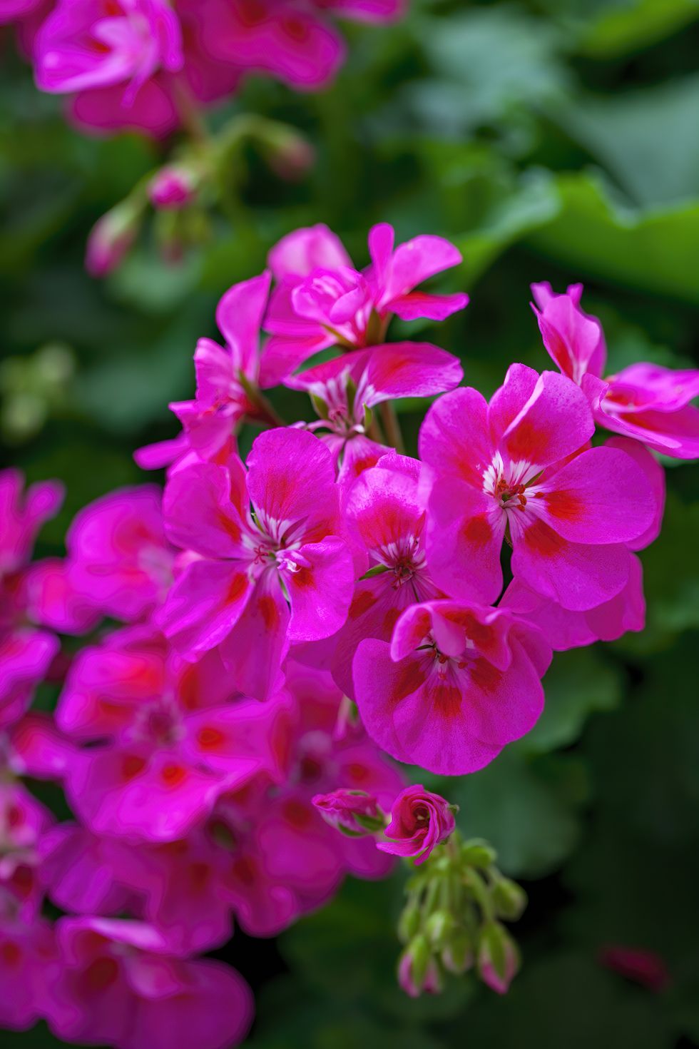 Geranium Flowers