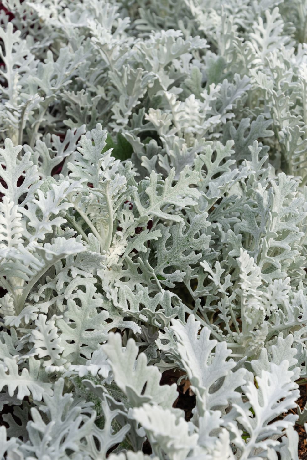 dusty miller, silver ragwort, silver dust or jacobaea maritima with fall flowers of silver foliage background