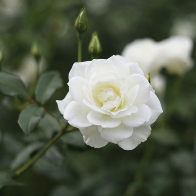 50 Best White Flowers and Flowering Shrubs for Your Garden 2024