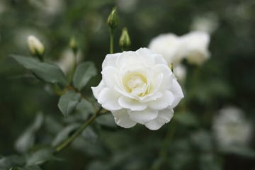 lovely white roses rosa iceberg korbin rose in bloom originally bred by reimer kordes,germany,1958, hybrid ,floribunda rose ,also known as korbin des neiges and schneewittchen,one of the worlds favourite roses ,inducted into the rose hall of frame in 1983