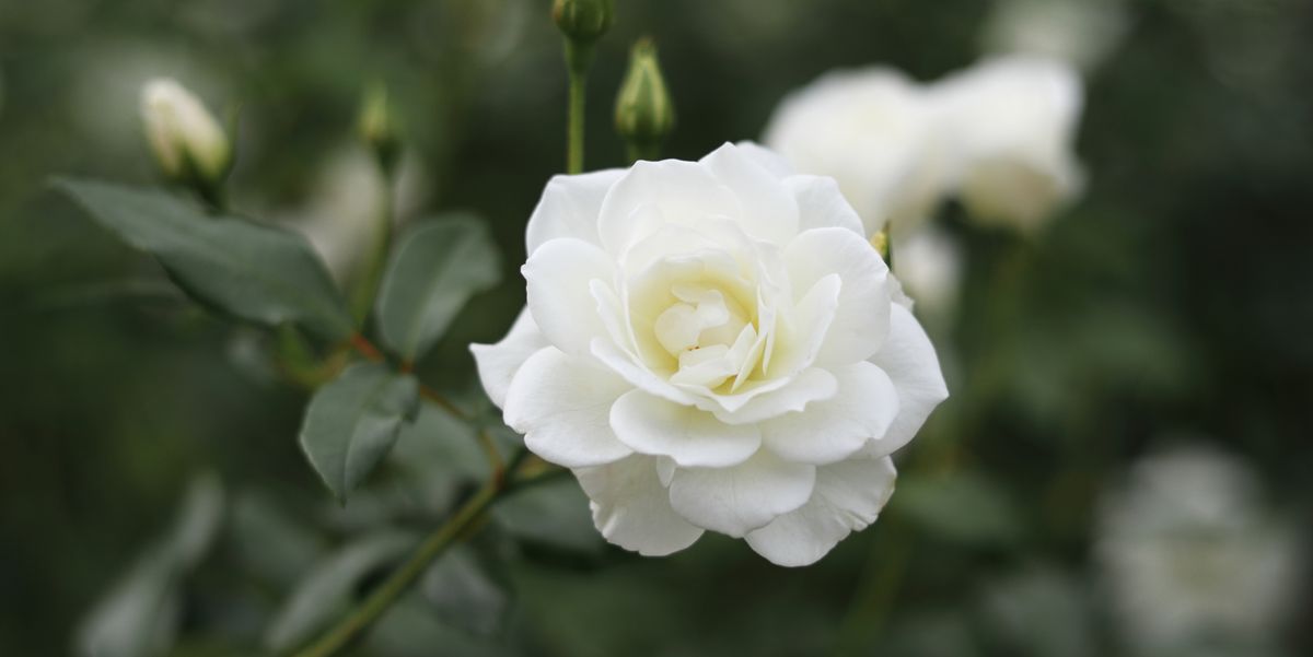 the-prettiest-white-flowers-to-plant-in-your-garden-now