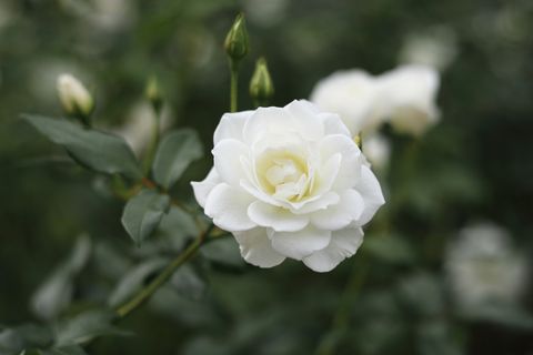 lovely white roses rosa iceberg korbin rose in bloom originally bred by reimer kordes,germany,1958, hybrid ,floribunda rose ,also known as korbin ,fée des neiges and schneewittchen,one of the worlds favourite roses ,inducted into the rose hall of frame in 1983