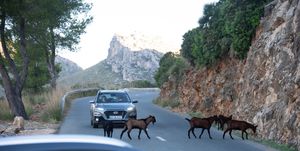 09 october 2019, spain, cap de formentor goats hinder traffic on the mountain road to cap de formentor the animals jump from rock faces and between drivers to the stop photo stephan schulzdpa zentralbildzb photo by stephan schulzpicture alliance via getty images