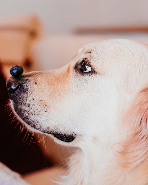 Close-Up Of Dog Looking Away With Blueberry On Nose