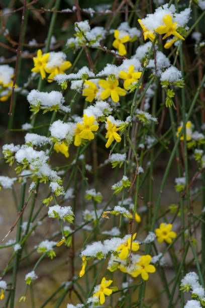 yellow flowers undert he snow
